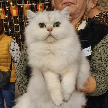 chaton British Longhair black silver shaded Watson chatterie des rêves d'O Anna