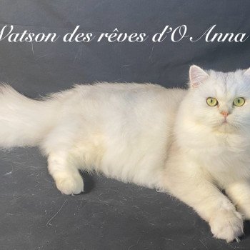 chaton British Longhair black silver shaded Watson chatterie des rêves d'O Anna