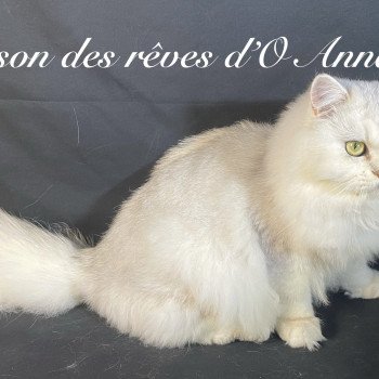 chaton British Longhair black silver shaded Watson chatterie des rêves d'O Anna