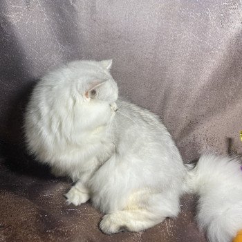chaton British Longhair black silver shaded Watson chatterie des rêves d'O Anna