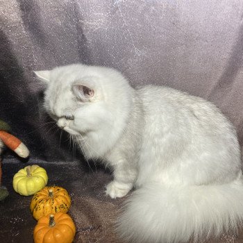 chaton British Longhair black silver shaded Watson chatterie des rêves d'O Anna