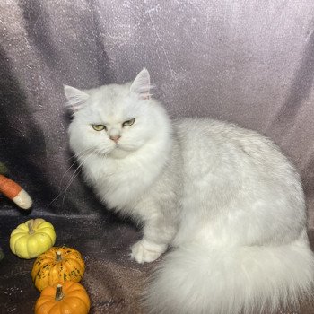chaton British Longhair black silver shaded Watson chatterie des rêves d'O Anna