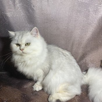 chaton British Longhair black silver shaded Watson chatterie des rêves d'O Anna