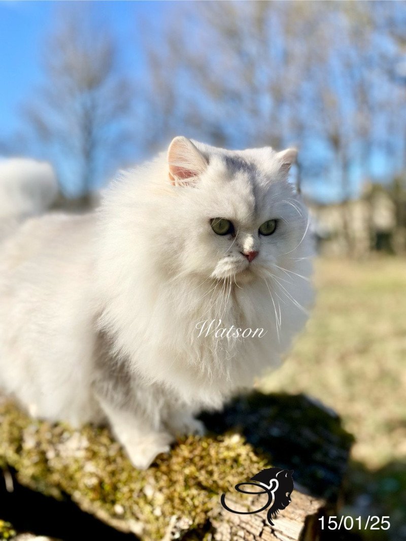 Watson des rêves d'O Anna Mâle British Longhair