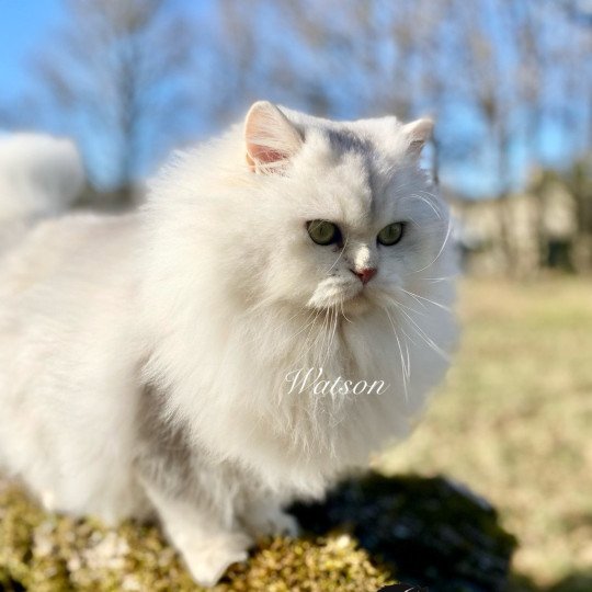 Watson des rêves d'O Anna Mâle British Longhair
