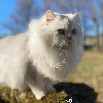chaton British Longhair black silver shaded Watson chatterie des rêves d'O Anna