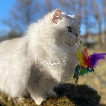 chaton British Longhair black silver shaded Watson chatterie des rêves d'O Anna