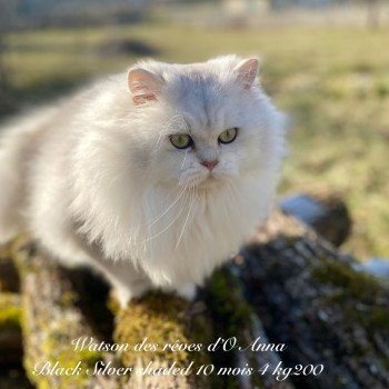 chaton British Longhair black silver shaded Watson chatterie des rêves d'O Anna