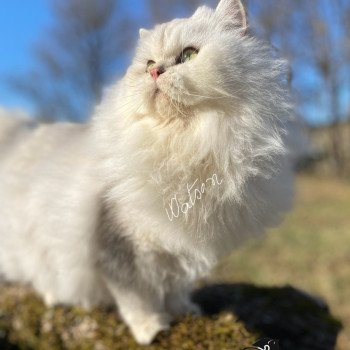 chaton British Longhair black silver shaded Watson chatterie des rêves d'O Anna