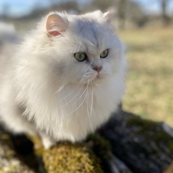 chaton British Longhair black silver shaded Watson chatterie des rêves d'O Anna