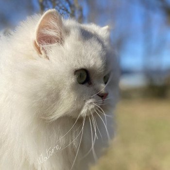 chaton British Longhair black silver shaded Watson chatterie des rêves d'O Anna