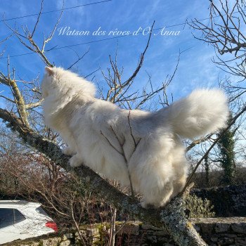 chaton British Longhair black silver shaded Watson chatterie des rêves d'O Anna