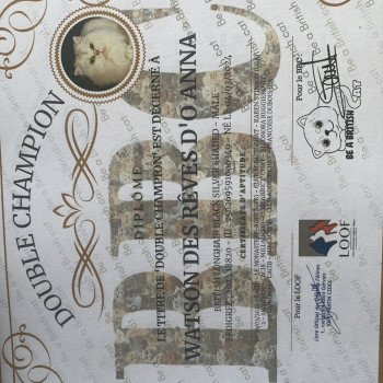 chat British Longhair black silver shaded Watson chatterie des rêves d'O Anna