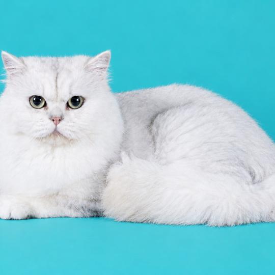 Watson des rêves d'O Anna Mâle British Longhair