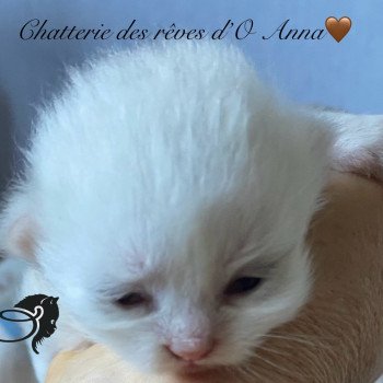 chaton British Longhair chatterie des rêves d'O Anna