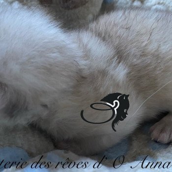 chaton British Longhair chatterie des rêves d'O Anna