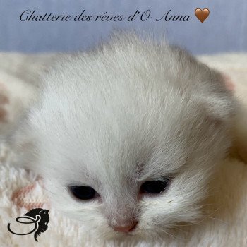 chaton British Longhair Watson chatterie des rêves d'O Anna