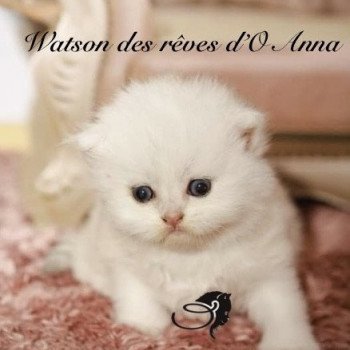 chaton British Longhair Watson chatterie des rêves d'O Anna