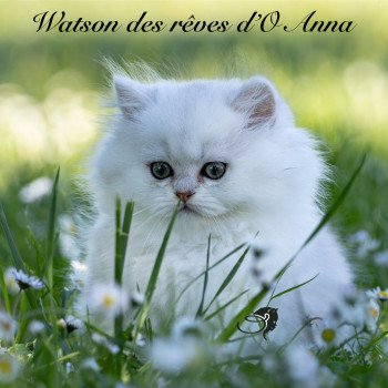 chaton British Longhair black silver shaded Watson chatterie des rêves d'O Anna