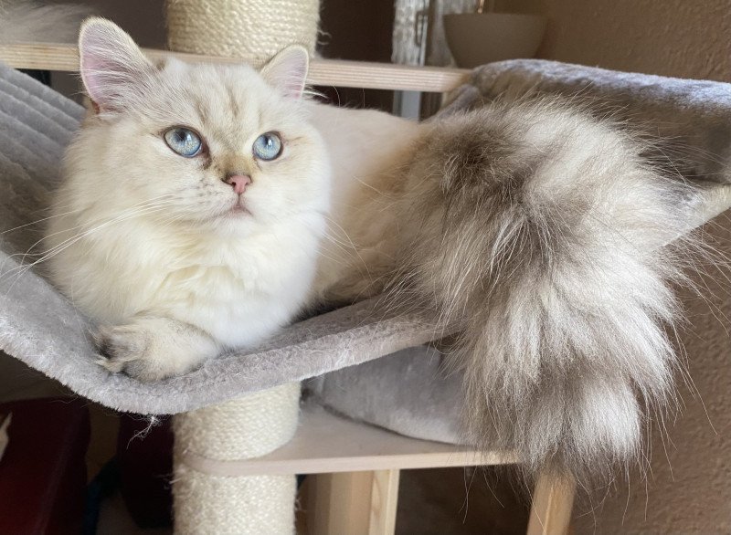whitney des rêves d'O Anna Femelle British Longhair whitney des rêves d'O Anna Femelle British Longhair