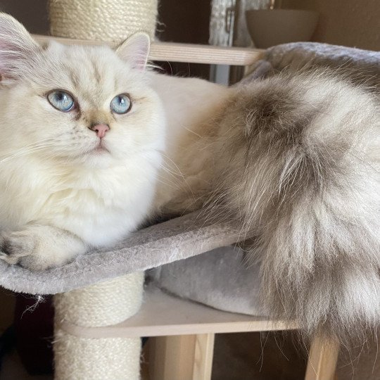 whitney des rêves d'O Anna Femelle British Longhair
