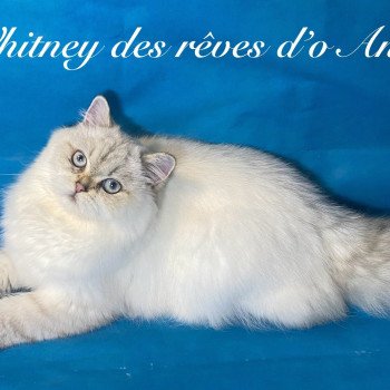 chaton British Longhair seal golden tabby point whitney chatterie des rêves d'O Anna chaton British Longhair seal golden tabby point whitney chatterie des rêves d'O Anna