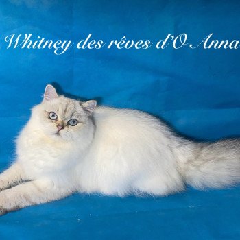 chaton British Longhair seal golden tabby point whitney chatterie des rêves d'O Anna chaton British Longhair seal golden tabby point whitney chatterie des rêves d'O Anna