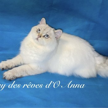 chaton British Longhair seal golden tabby point whitney chatterie des rêves d'O Anna chaton British Longhair seal golden tabby point whitney chatterie des rêves d'O Anna