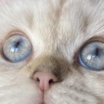 chaton British Longhair seal golden tabby point whitney chatterie des rêves d'O Anna chaton British Longhair seal golden tabby point whitney chatterie des rêves d'O Anna