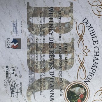 chat British Longhair seal golden shaded point whitney chatterie des rêves d'O Anna