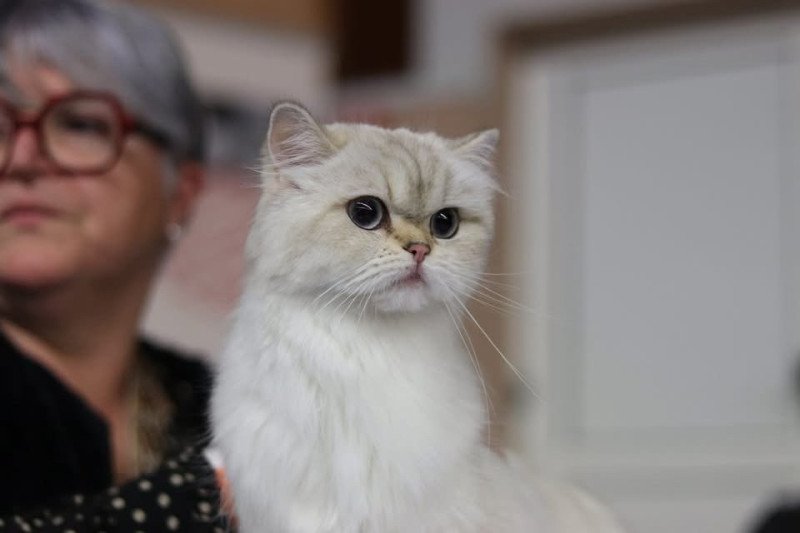 whitney des rêves d'O Anna Femelle British Longhair