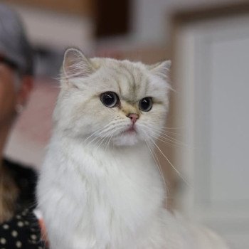 whitney des rêves d'O Anna Femelle British Longhair