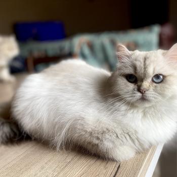 chat British Longhair seal golden shaded point whitney chatterie des rêves d'O Anna