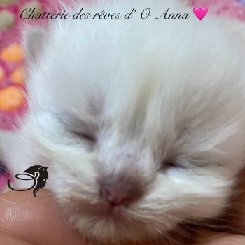 chaton British Longhair point chatterie des rêves d'O Anna chaton British Longhair point chatterie des rêves d'O Anna