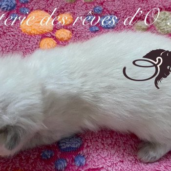 chaton British Longhair blue point ysatis chatterie des rêves d'O Anna chaton British Longhair blue point ysatis chatterie des rêves d'O Anna