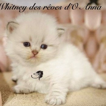 chaton British Longhair blue point whitney chatterie des rêves d'O Anna chaton British Longhair blue point whitney chatterie des rêves d'O Anna