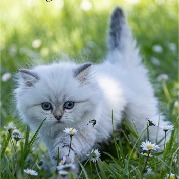 chaton British Longhair seal golden tabby point whitney chatterie des rêves d'O Anna chaton British Longhair seal golden tabby point whitney chatterie des rêves d'O Anna