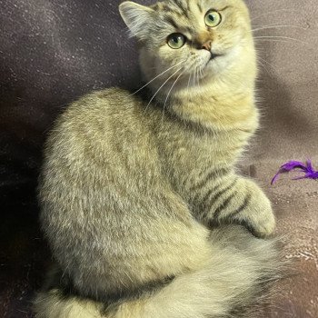 chaton British Longhair black golden tabby Wendy chatterie des rêves d'O Anna