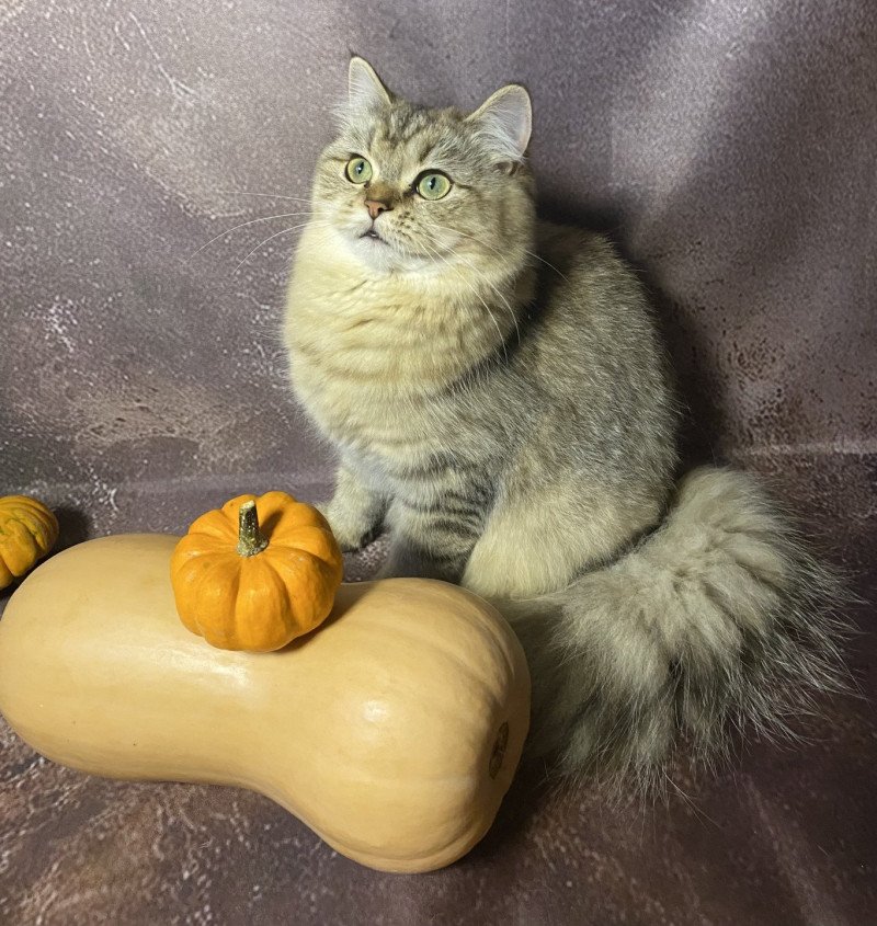 Wendy des rêves d'O Anna Femelle British Longhair