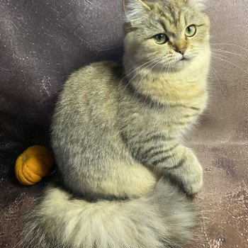 chaton British Longhair black golden tabby Wendy chatterie des rêves d'O Anna