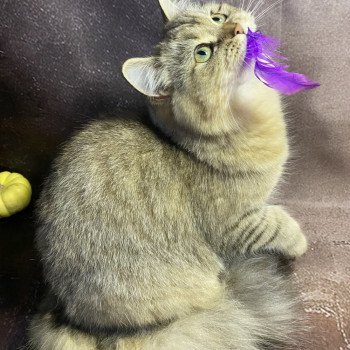 chaton British Longhair black golden tabby Wendy chatterie des rêves d'O Anna