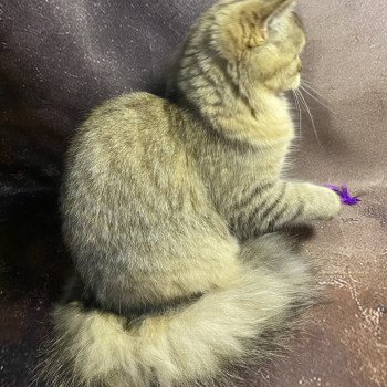 chaton British Longhair black golden tabby Wendy chatterie des rêves d'O Anna
