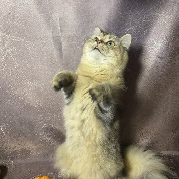 chaton British Longhair black golden tabby Wendy chatterie des rêves d'O Anna