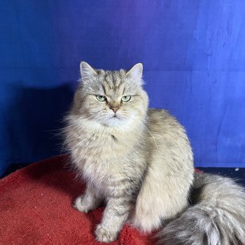 chaton British Longhair black golden tabby Wendy chatterie des rêves d'O Anna