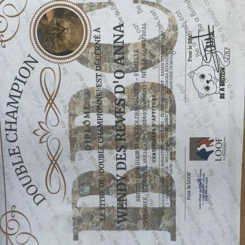 chaton British Longhair black golden shaded Wendy chatterie des rêves d'O Anna