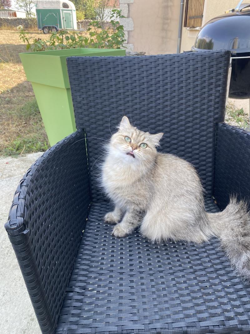 Wendy des rêves d'O Anna Femelle British Longhair