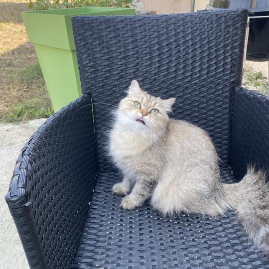 Wendy des rêves d'O Anna Femelle British Longhair