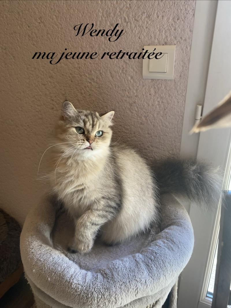 Wendy des rêves d'O Anna Femelle British Longhair