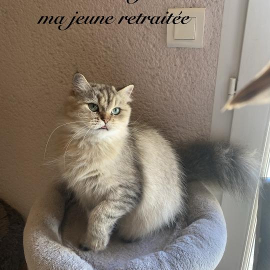Wendy des rêves d'O Anna Femelle British Longhair