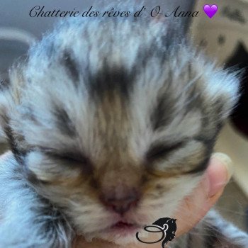 chaton British Longhair black golden tabby chatterie des rêves d'O Anna